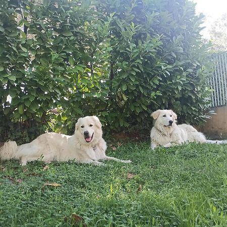 Villa Lilly Ρώμη Εξωτερικό φωτογραφία