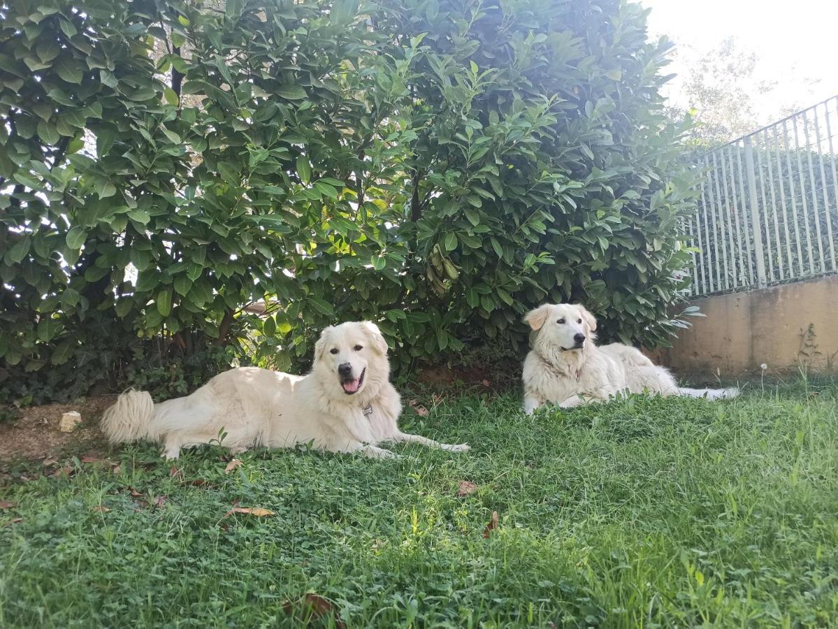 Villa Lilly Ρώμη Εξωτερικό φωτογραφία